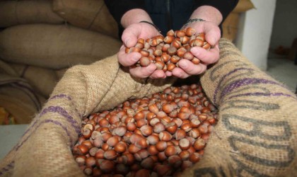 Denizlinin yükselen ihracat ürünü fındık