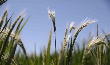 Diyarbakırda üreticilere 952 milyon TL destekleme ödemesi başladı