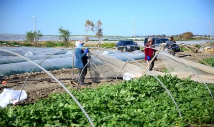 Doç. Dr. Gündoğdu: 20 günlük erken hasat için bereketli topraklar plastikle kirletiliyor