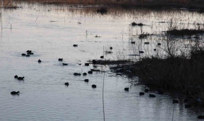 Efteni Gölünde kuş sayımı yapıldı