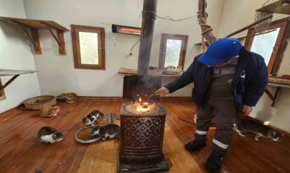 Engelli kedilerin soba keyfi