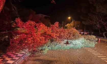 Ezinede fırtına nedeniyle ağaç devrildi, kapanan yol belediye ekiplerince açıldı