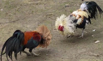 Horoz dövüşüne polis baskını: 8 gözaltı