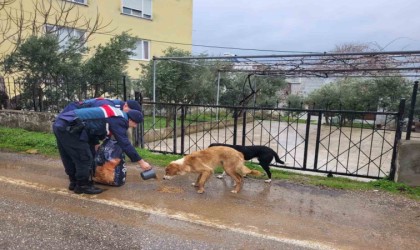 Jandarma sokak hayvanlarının yanında
