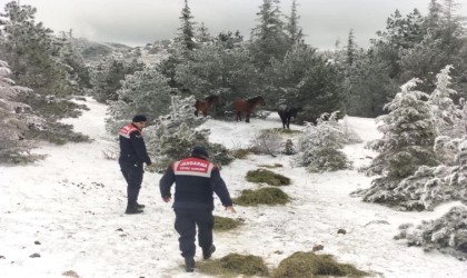 Jandarma yaban hayvanları için yemleme çalışması yaptı