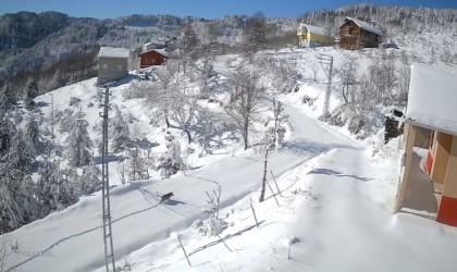 Kastamonuda kurt gündüz vakti köye indi