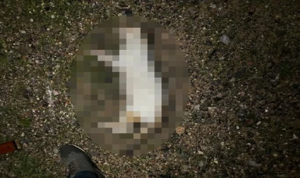 Kedileri öldürüp apartmanın bahçesine atarken, kameraya yakalandı 