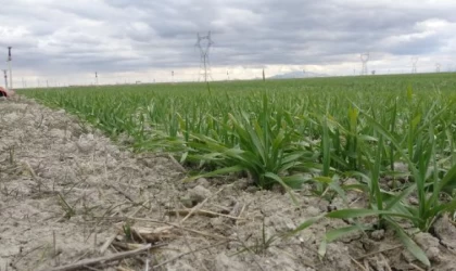 ’Konya Ovası’nda kar yağmadığı için tabiattaki ürünler uyku dönemine giremedi’