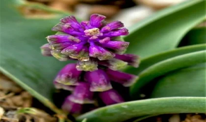 Konya’da yeni bitki türü tespit edildi