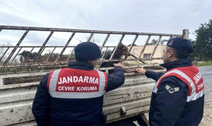 Köpek hırsızı jandarma ekiplerince yakalandı