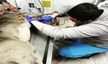 Köpeklerin saldırısına uğrayan yaralı karaca, tedavisinin ardından doğaya salındı
