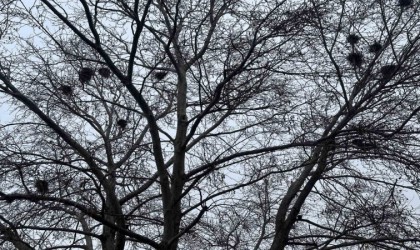 Kuş yuvalarına ev sahipliği yapan ağaç dikkat çekiyor