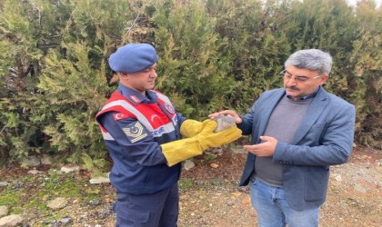 Malatyada yaralı bulunan Atmaca koruma altına alındı