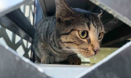 Mamaya ulaşmaya çalışırken klima üniteleri arasında mahsur kalan kedi kurtarıldı