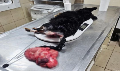 ’Masada kalır’ denilen ’Suzi’, vücudundaki 2 kiloluk tümör alınınca sağlığına kavuştu