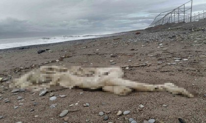 Sahilde başı ve sağ kolu olmayan çürümüş bir ceset bulundu