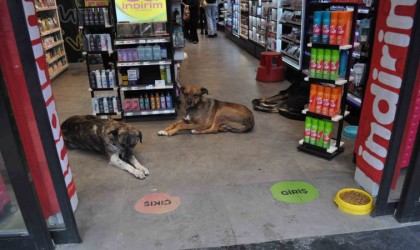 Soğukta üşüyen köpekler sıcak işletmelere sığındı