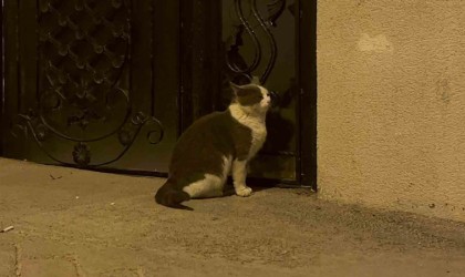 Son dönemlerde sokağa atılan evcil hayvan sayısı arttı