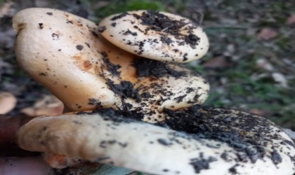 Tavşanlıda aynı kökten büyüyen 3lü melki şaşırttı