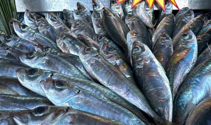 Tezgahlarda azman balığı bolluğu