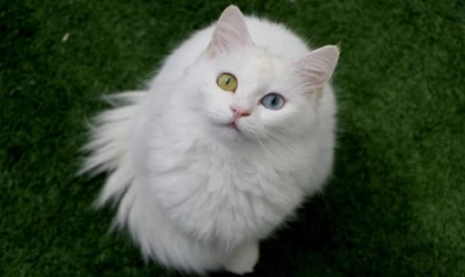 Van kedileri çiftleşme öncesi özel bakımda