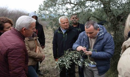 Yaşam Köyü Toprak Okulundaki zeytin budama eğitimlerine yoğun ilgi