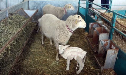 Yeni doğan kuzularını dondurucu soğuktan korumak için kazak giydirdi