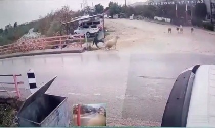 Yolun karşısına geçmek isterken koçun saldırısıyla kendini yerde buldu