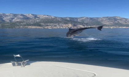 Yunus balığının balıkçılara görsel şöleni