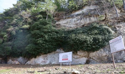 4 bin yıllık sarmaşık görenleri mest ediyor