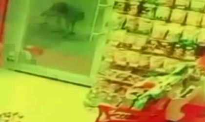 Aç kalan kurt, köpeğe saldırdı