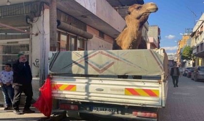 Adanada deve kesilmekten son anda kurtarıldı