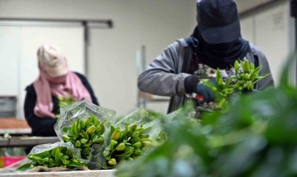 Antalyadan Sevgililer Günü için dünyaya Türkiye nüfusu kadar çiçek