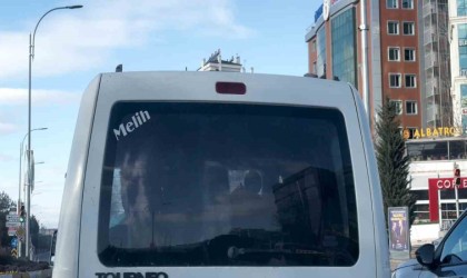 Aracın arka koltuğundaki buzağıyı görenler hayrete düştü