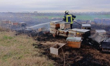 Arı kovanları yandı, arılar telef oldu