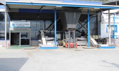 Aydında zeytinyağı sıkım sezonu erken bitti