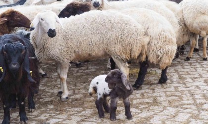 Baharı müjdeleyen kuzular doğmaya başladı