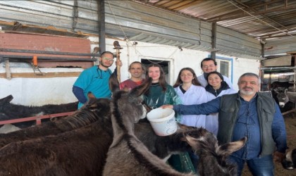 Balıkesirde eşeklerden embriyo transferi yapıldı