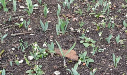 Baün botanik bahçesinde çiçekler açmaya başladı
