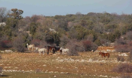Beyşehir Gölünde yabani atların yaşam sürdüğü ada ilgi odağı oldu