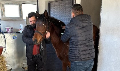 Beyşehirde rahvan atlara sağlık taraması