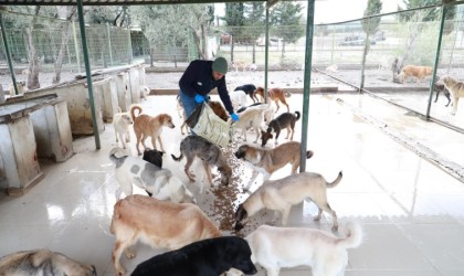 Burhaniye Belediyesi can dostlarına gözü gibi bakıyor