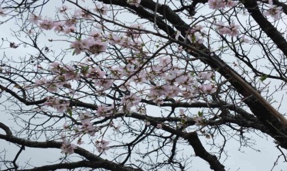 Burhaniyede bademler çiçek açtı