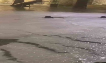 Çeşmede sağanağın ardından dolu yağışı etkili oldu