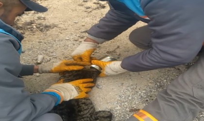Çöp kovasında kafası konserve kutusuna sıkışmış halde gördüler, işi gücü bırakıp yardıma koştular