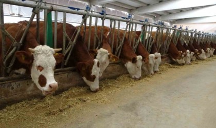 Devlet desteğiyle kurduğu tesiste günlük 700 litre süt üretiyor