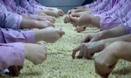 Düzceden 2 bin 294 ton fındık ihraç edildi