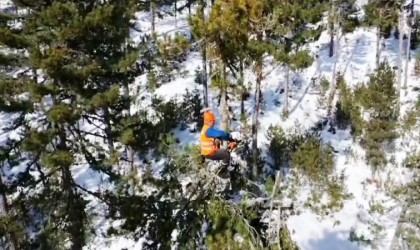 Emette ormanın sincapları iş başında