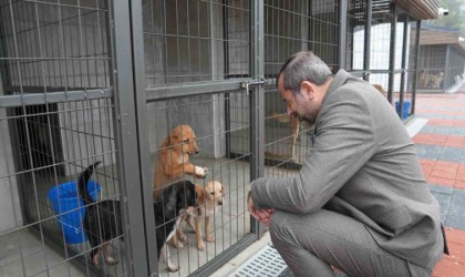 Gürsu Belediyesi 3 ayda 860 sokak hayvanına şifa dağıttı