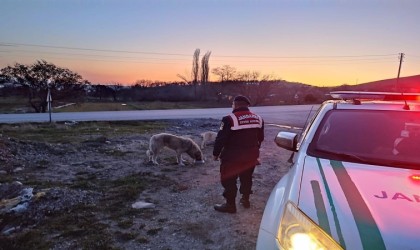 Jandarma sokak hayvanlarını unutmuyor